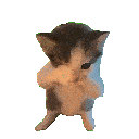 scuba_cat animated emote | Starpatch