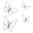 B_butterfly001