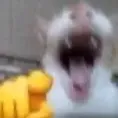 catpoint