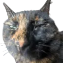 buh