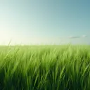 grass