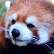 redvtCronchy