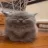 smilecat