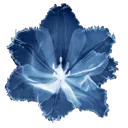 gg_blueflower