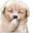 dog_z_laughing animated emote - ‧₊˚✧ A Night Full of Stars ✧˚₊‧