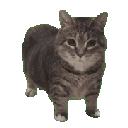 cat_oiiaioiiiai Discord emoji