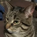 atity