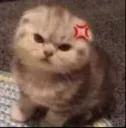 iedgy_catmad