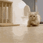 iedgy_catrun
