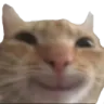 cat custom emote | ROARING DRAGONS VIII
