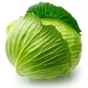 Cabbage