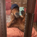 :HiHorse: