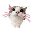 meow