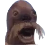 walrus