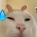 :cabbit: