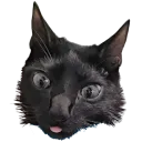 elvis