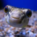 FishHappy