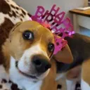 stupidfuckassdog