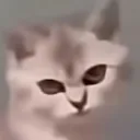 cat_zloy cat_zloy