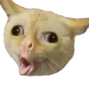 cough_cat cough_cat