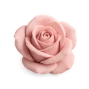 warmpinkrose