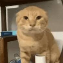 Cat custom emote | MIST妙妙屋