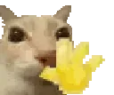 catwave