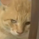 Catpeeping Discord sticker from MIST妙妙屋