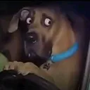 scooby_scared