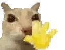 catwave