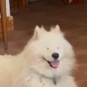 MishkaHappy