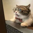 Smart_Cat