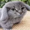 puhbunny