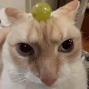 grephead