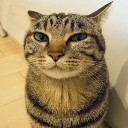 SuspiciousCat custom emote | ⋆｡‧˚ʚ Ｄ３ＮＴ３Ｄ ɞ˚‧｡⋆