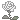 white_rose