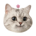 :cat: