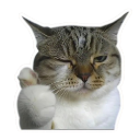 :catlike: