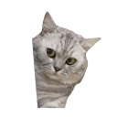 :catpeek: