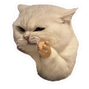 :catangry: