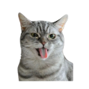 :catbleeh: