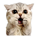 :catshook: