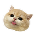 :catbleeh1: