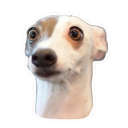 :dog: