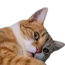 whatthefluff