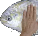 movingpatfishwooo