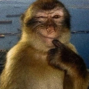 A monkey winks while resting its chin on its hand.