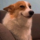 A Corgi with a smug, knowing smirk on its face.