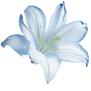 02_bluelily