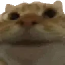 catnod